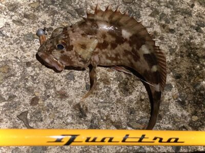 <p>釣れない猫様　沖の北　ライトゲームでガシラ！</p>