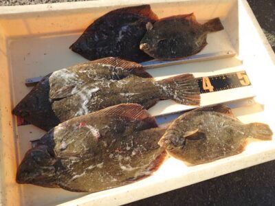 <p>沖の北　投げ釣りでカレイ！最大38cm♪</p>