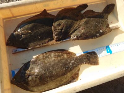 <p>稲生様　沖の北　投げ釣りでカレイ！</p>