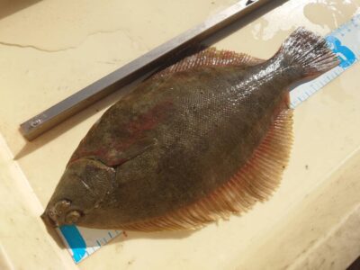 <p>李様　沖の北　投げ釣りでカレイ！</p>