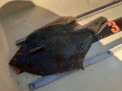 <p>沖の北　投げ釣りでカレイ！</p>