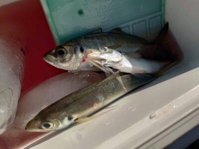 <p>亀本様　旧一文字赤灯　先端内向き　アジングで中アジ！時合いなくポツリポツリ…。</p>