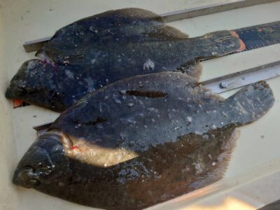 <p>刃物の鴨志田様　沖の北　投げ釣りでカレイ！</p>