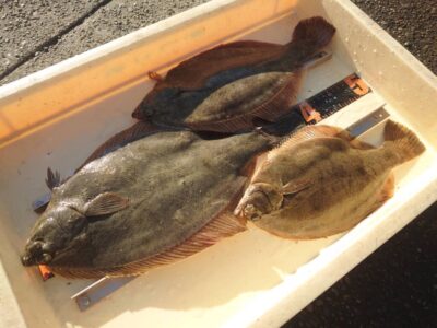 <p>久斗様　沖の北　投げ釣りでカレイ！最大39cm♪</p>