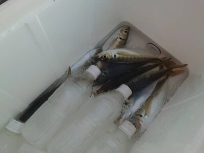 <p>324様　旧一文字赤灯　先端内向き　足元サビキで小〜中アジ！小アジ20、中アジ10ほど。</p>