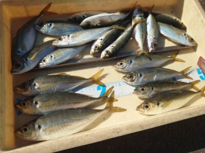 <p>324様　旧一文字赤灯　11時便までの最終釣果</p><p>途中から飛ばしに変えてポツポツ釣れ続いたそうです。</p>