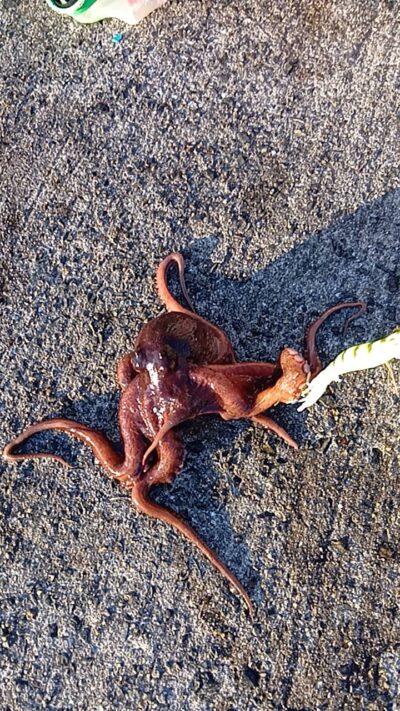 <p>にったこ様　沖の北　タコエギでキロ弱のタコ🐙</p>