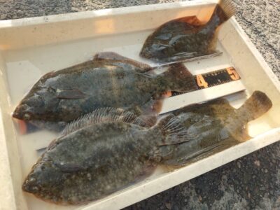 <p>レジェンド山本　沖の北　投げ釣りでカレイ！38cm良型♪</p>