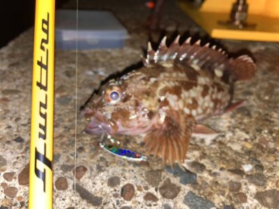 <p>釣れない猫様　沖の北　ジャックアイ・豆ヒラリンでガシラ！豆アジもちょっといるみたいです。</p>