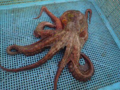 <p>中谷様　沖の北　タコエギで良型タコ🐙</p>