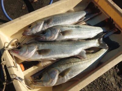 <p>岩田様　中波止3番　エビ撒き釣りでハネ！</p>