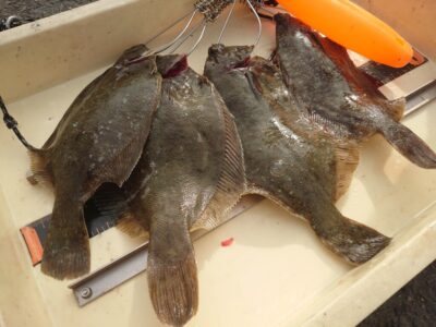 <p>藤井様　沖の北　投げ釣りでカレイ！</p>