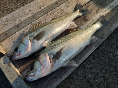 <p>三谷様　中波止3番　エビ撒き釣りでハネ46.9cm！</p>