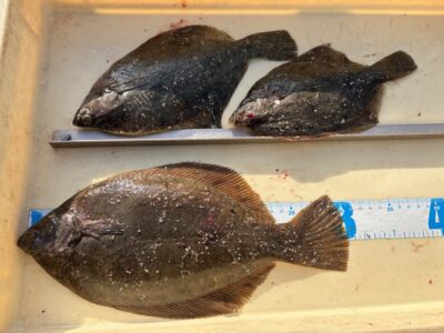 <p>垣見様　沖の北　投げ釣り　カレイ3枚🎣1枚はリリースしたそうです♪♪</p>