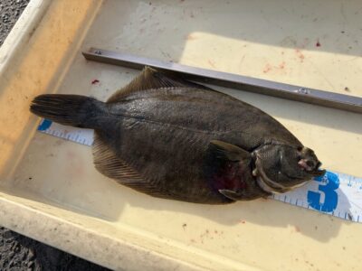 <p>匿名様　沖の北　投げ釣りでカレイ30cm🎣</p>