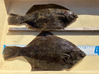 <p>西山様　沖の北　投げ釣り　カレイ35cmまで2枚🎣</p>