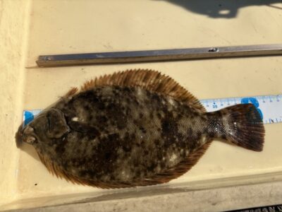 <p>吉田様　沖の北　投げ釣り　カレイ31cm🎣</p>