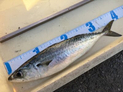 <p>沖の北　サビキ釣り　サバ39cm🎣良型おめでとうございます🎊</p>