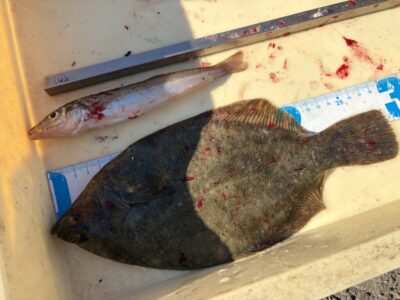 <p>三谷様　沖の北　投げ釣り　カレイ29cmとキス🎣</p>