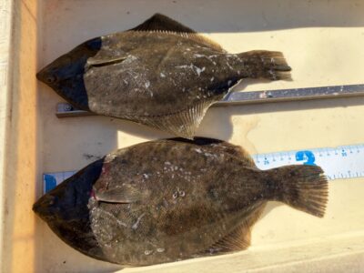 <p>マスカッツ様　沖の北　投げ釣り　カレイ32cmまで2枚🎣</p>