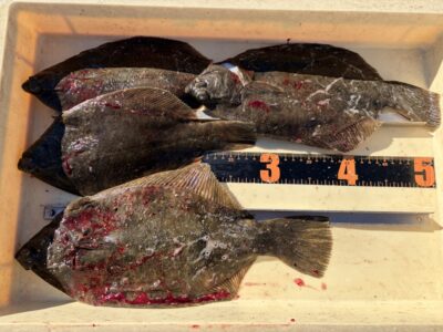<p>O様　沖の北　投げ釣り　カレイ38cmまで4枚🎣</p>
