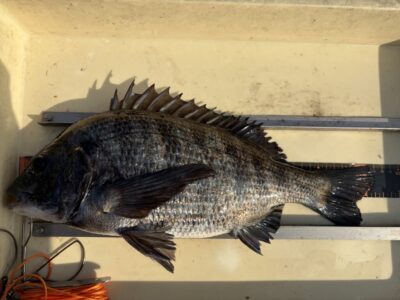 <p>増田様　旧一文字　ヘチ釣り(岩ガニ)   チヌ42cm🎣</p>