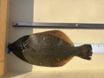 <p>河南町の中村様  沖の北　投げ釣り　カレイ32cm🎣</p>