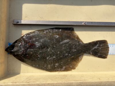 <p>田川様　沖の北　投げ釣り　カレイ35.5cm🎣</p>