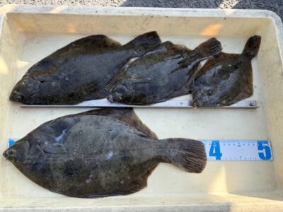 <p>パワプロナイン様　沖の北　投げ釣り　カレイ38cmまで4枚🎣</p>