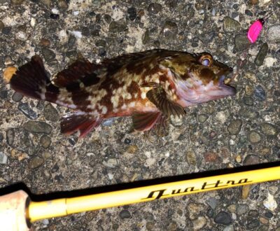 <p>釣れない猫様　旧一文字③ ハヤブサ・エサスプーンでガシラ🎣</p>