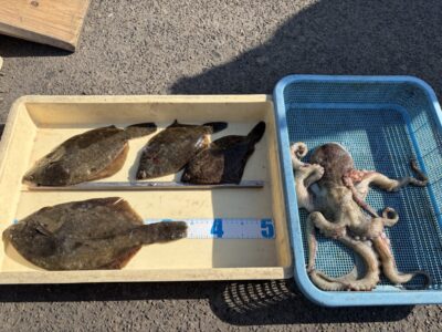 <p>マスカッツ様　沖の北　投げ釣り　カレイ34cmまで4枚🎣タコエギで良型のマダコもGET🐙</p>