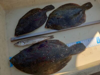 <p>りえまほ様　沖の北　投げ釣りでカレイとキス！</p>