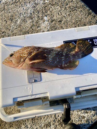 <p>ハネ研徳永様　沖の北　エビ撒き釣りでアコウ🎣　</p>