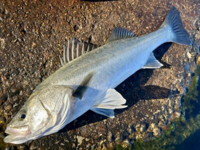 <p>ハネ研会長　福山様　沖の北　エビ撒き釣りでハネ4尾🎣　タナ2ヒロ 撮影後リリース🐟</p>