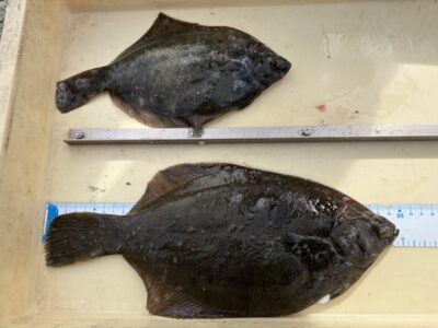 <p>河内の釣りバカ1号様　沖の北　投げ釣り　カレイ34cmまで2枚🎣</p>