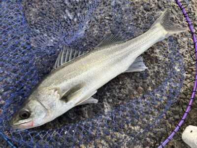 <p>ハネ研会長　福山様　中波止② エビ撒き釣りでハネ2尾🎣　撮影後リリース🐟</p>