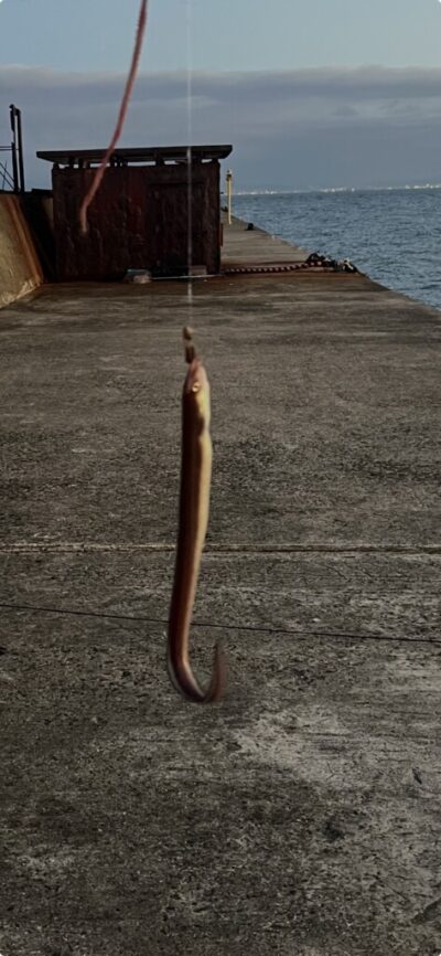 <p>レジェンド山本　沖の北　投げ釣りでアナゴ🎣</p>