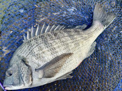 <p>ハネ研会長　福山様　沖の北　エビ撒き釣りで良型チヌ🎣</p>