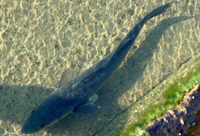 <p>ハネ研会長　福山様　沖の北　エビ撒き釣りでハネ🎣　撮影後リリース🐟</p>