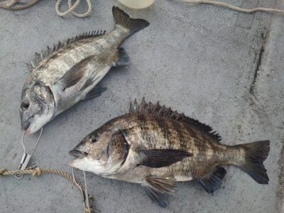 <p>岩田様　中波止　エビ撒き釣りでチヌ！</p>