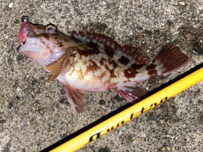 <p>釣れない猫様　沖の北　ライトゲームでガシラ🎣ジグサビキ(ケイムラリアルシラス)ではシーバスが掛かったそうですが惜しくもラインブレイク😭</p>