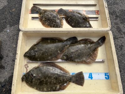 <p>レジェンド山本氏　沖の北　投げ釣り　カレイ36cmまで5枚🎣</p>