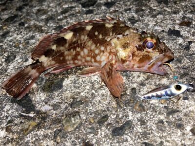 <p>釣れない猫様　沖の北　ジャックアイ＝豆ヒラリンでガシラ🎣</p>