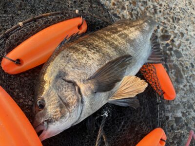<p>福山様　中波止2番  エビ撒き　チヌ🎣7時過ぎに3ヒロ半でヒット♪♪</p>