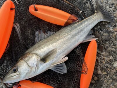 <p>福山様　中波止2番　エビ撒き　ハネ🎣7時前にヒット♪♪</p>