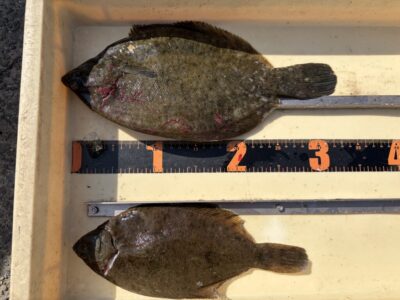 <p>河内の釣りバカ1号2号様　沖の北　投げ釣り　カレイ33cmまでを2枚GET🎣</p>