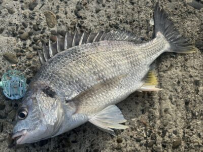 <p>福山様　中波止2番　エビ撒き　キビレ🎣</p>