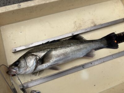 <p>鳩山様　中波止3番　エビ撒き　ハネ42.5cm🎣</p>