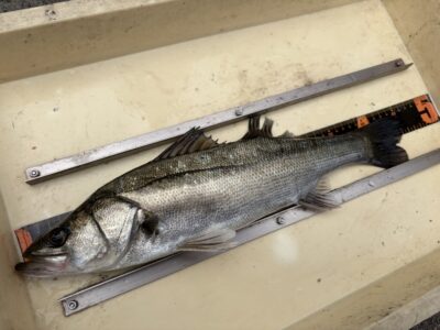 <p>三谷様　中波止3番　エビ撒き　ハネ45cm🎣</p>