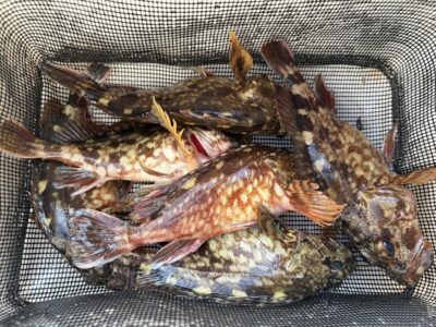 <p>川原様　沖の北　エビ撒き　ガシラ🎣朝イチ暗い時間に良く当たったそうです♪♪</p>